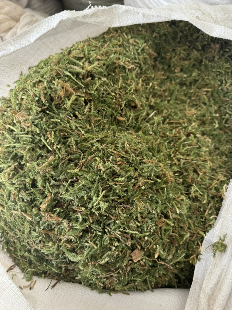 【新货颜色青正品】伸筋草过筛干货舒筋草伸筋草实物拍摄