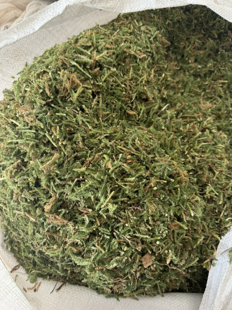 【新货颜色青正品】伸筋草过筛干货舒筋草伸筋草实物拍摄