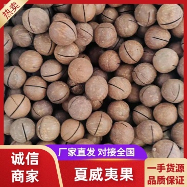 夏威夷果电商专用，规格齐全，一手货源量大价优全国发货