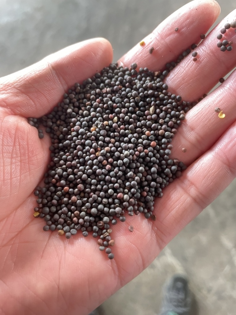 俄罗斯含油43.44.45菜籽，油色85分，生榨