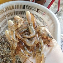 河虾，冰鲜/冻版大量发货