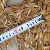 小黄鱼，大量有货
