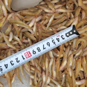 小黄鱼，大量有货