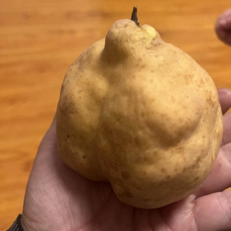 山东莱阳市丑梨产地直发，冰激凌口感，果肉特别细腻，汁多
