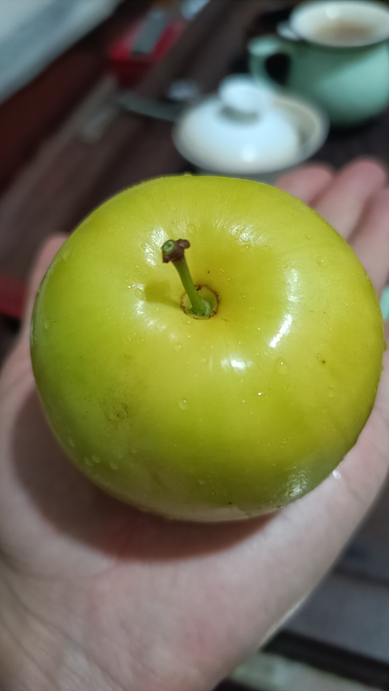 台湾苹果枣鲜枣青枣牛奶马上可以摘了，有没有人收购，