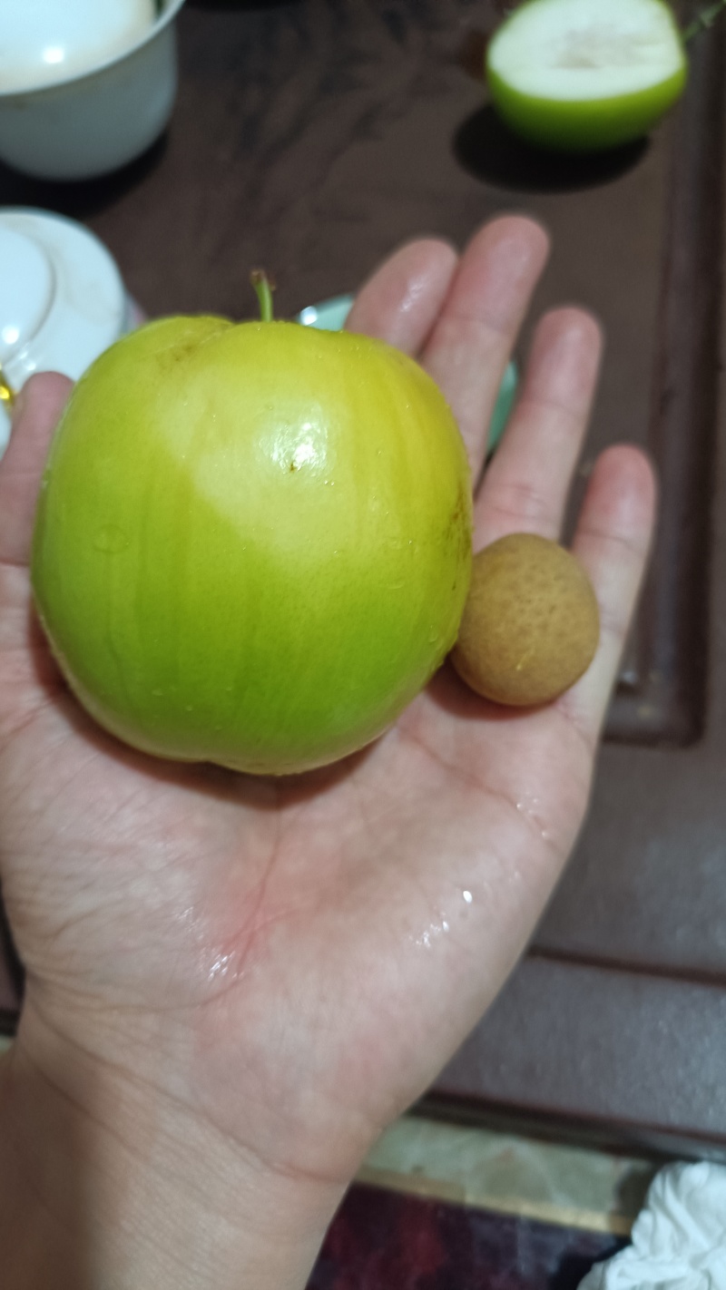 台湾苹果枣鲜枣青枣牛奶马上可以摘了，有没有人收购，