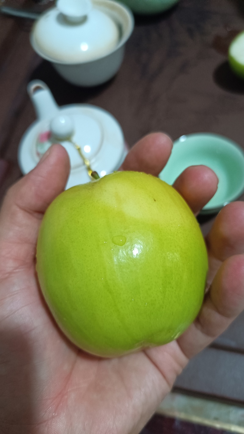 台湾苹果枣鲜枣青枣牛奶马上可以摘了，有没有人收购，