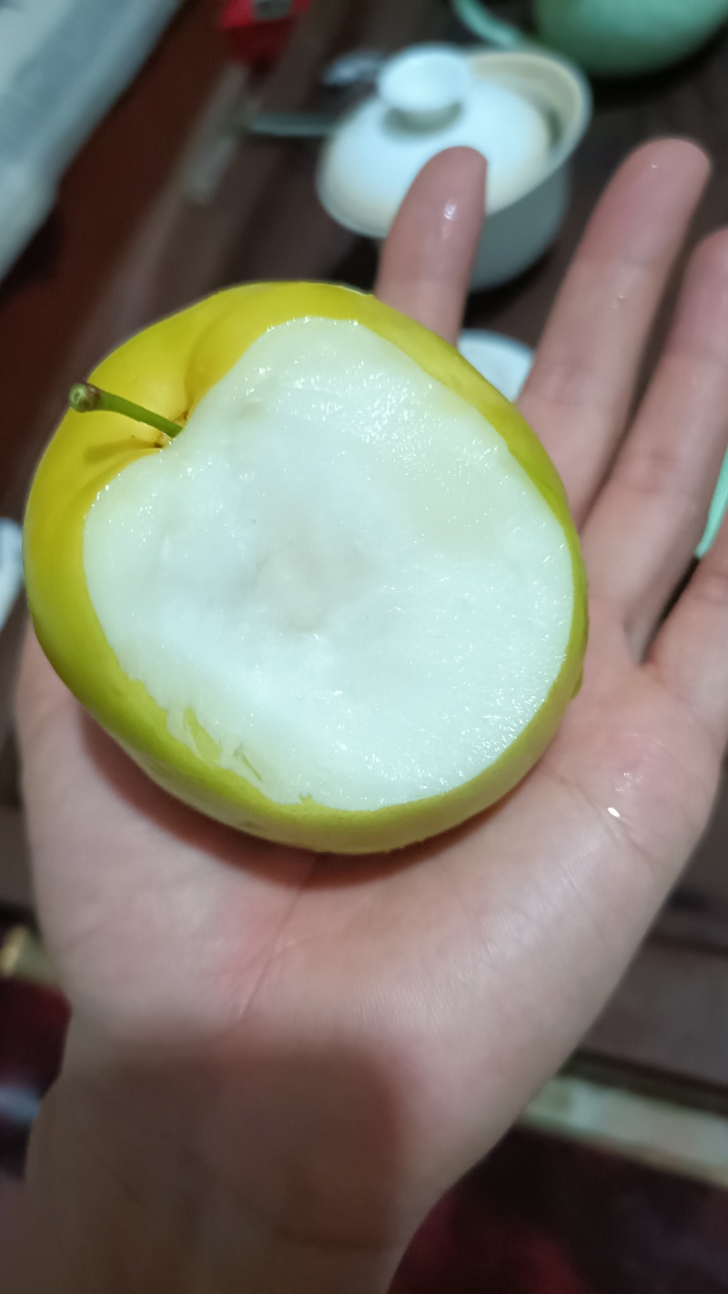 台湾苹果枣鲜枣青枣牛奶马上可以摘了，有没有人收购，