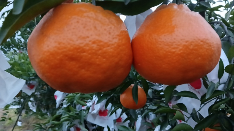 粑粑柑香甜可口