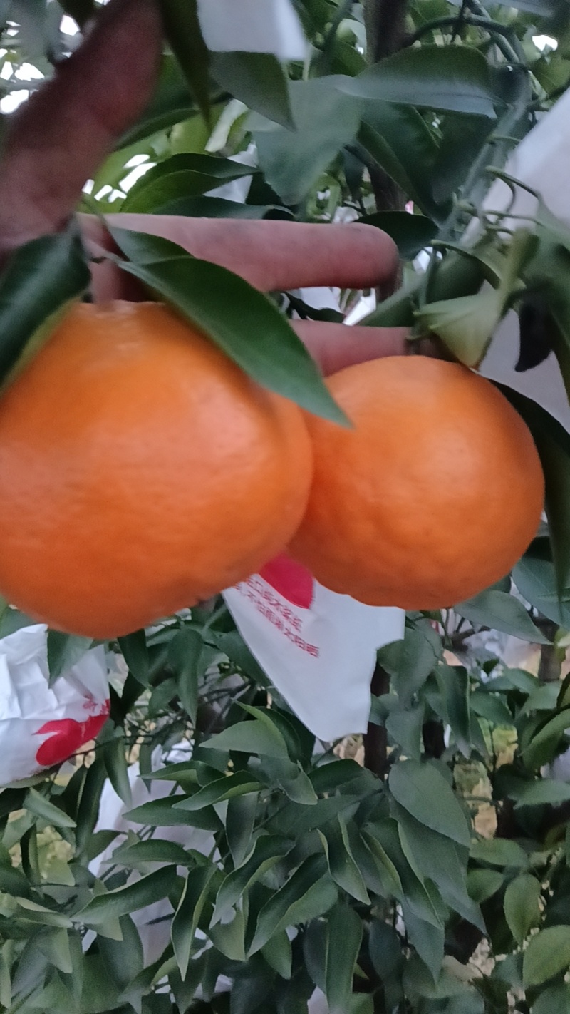粑粑柑香甜可口