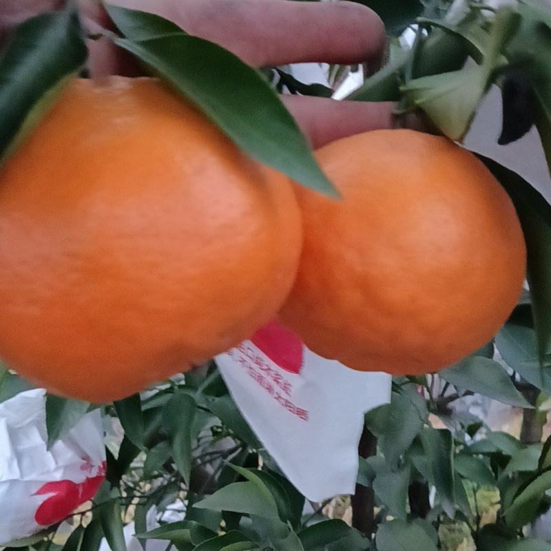 粑粑柑香甜可口