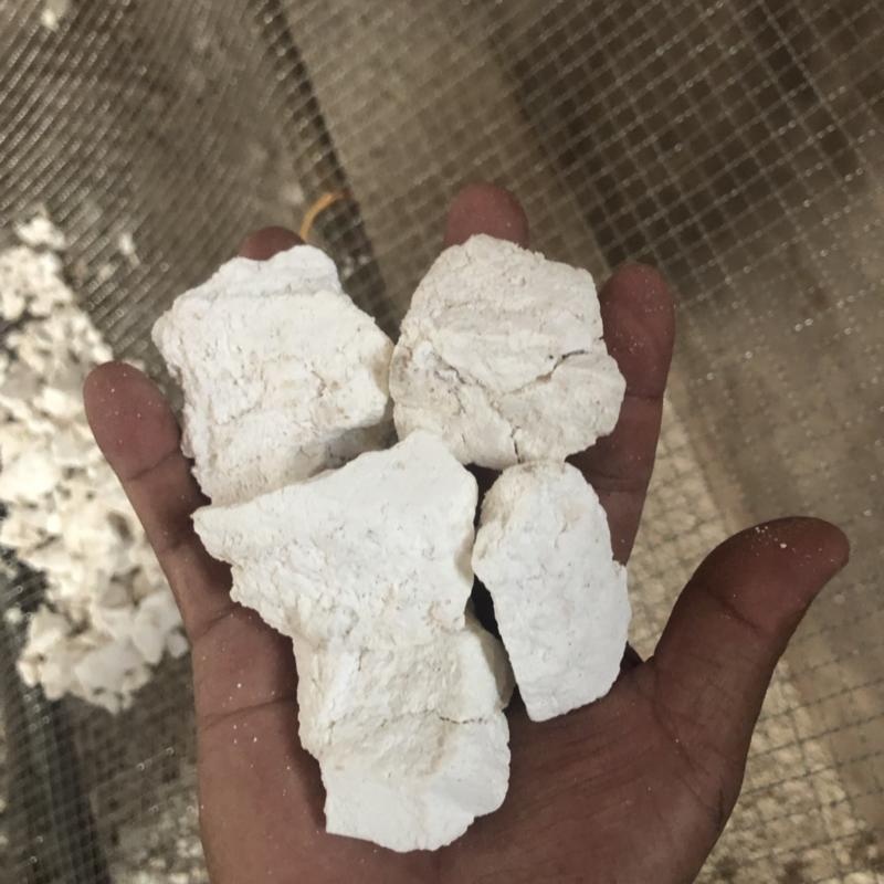 云南白茯苓纯白块无硫晒干***
