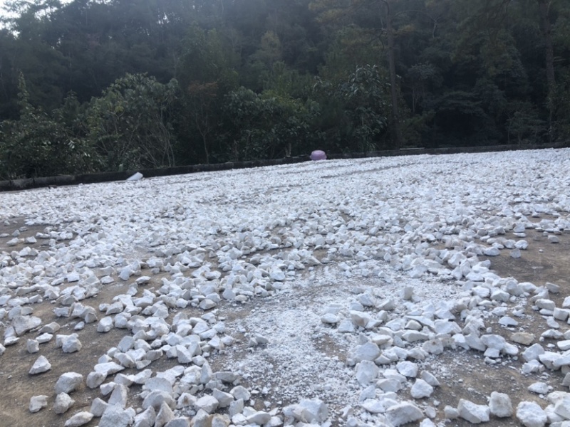 云南白茯苓纯白块无硫晒干***