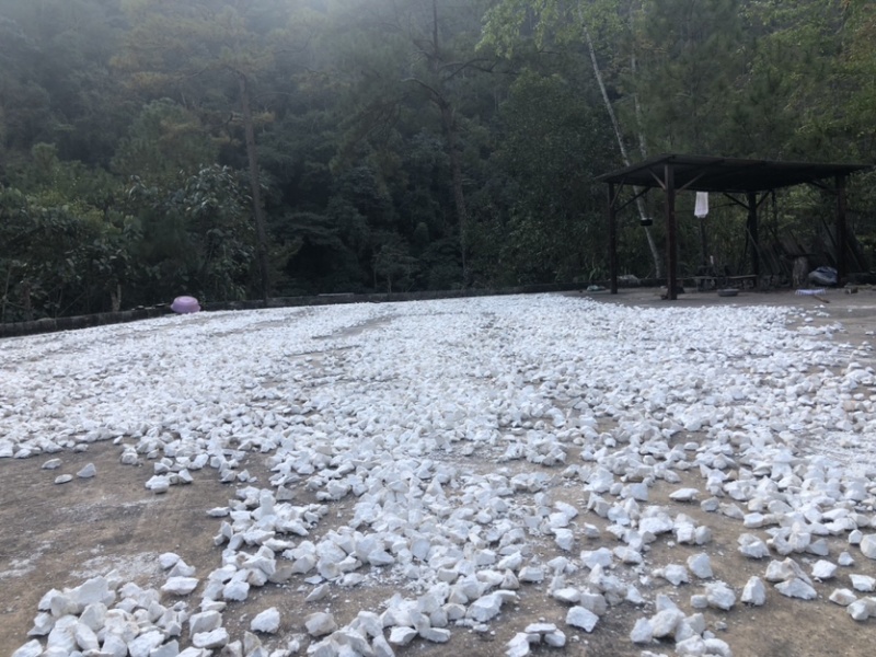 云南白茯苓纯白块无硫晒干***