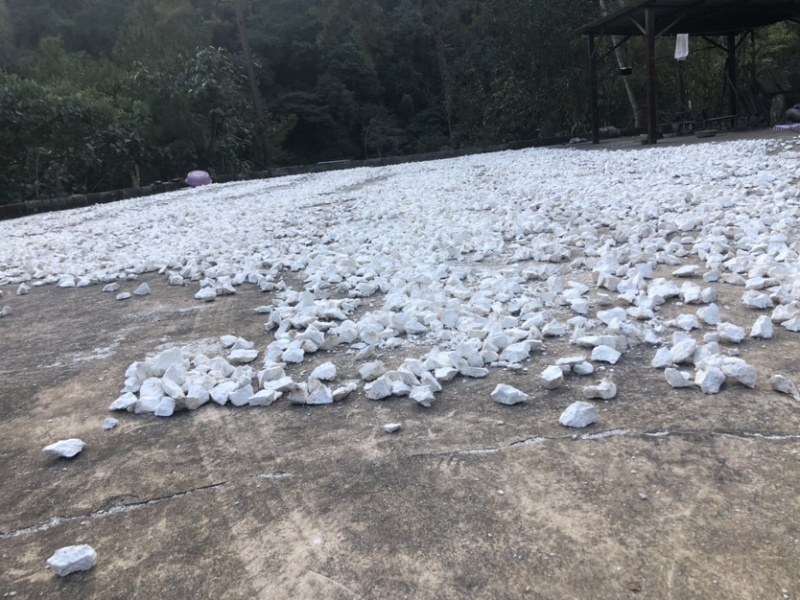 云南白茯苓纯白块无硫晒干***