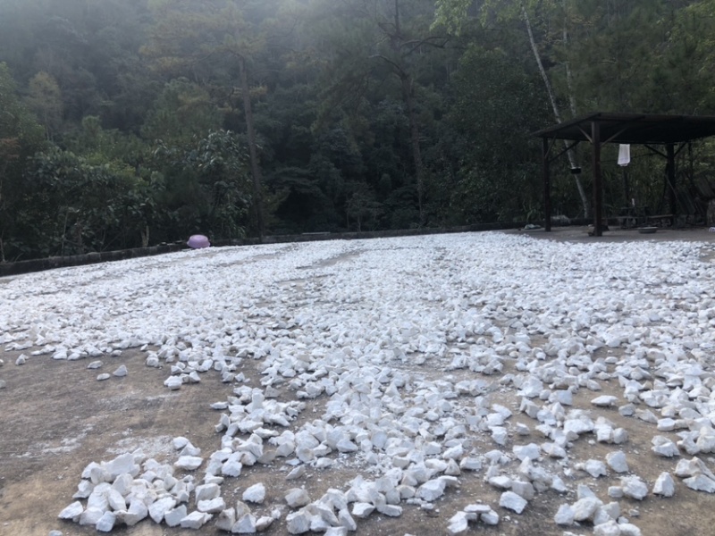 云南白茯苓纯白块无硫晒干***