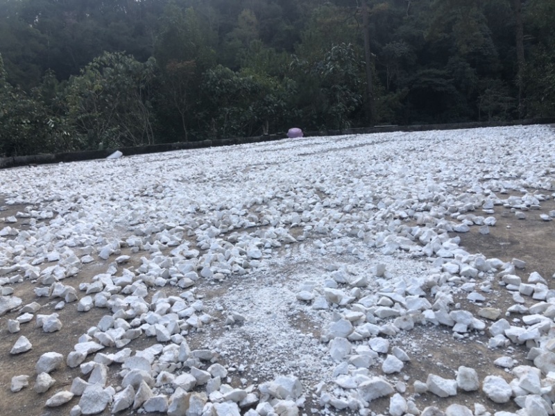 云南白茯苓纯白块无硫晒干***