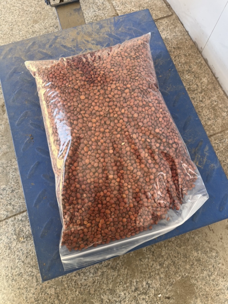 酸枣种子，颗粒饱满