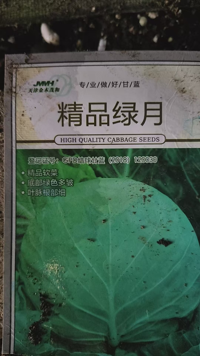 甘蓝苗