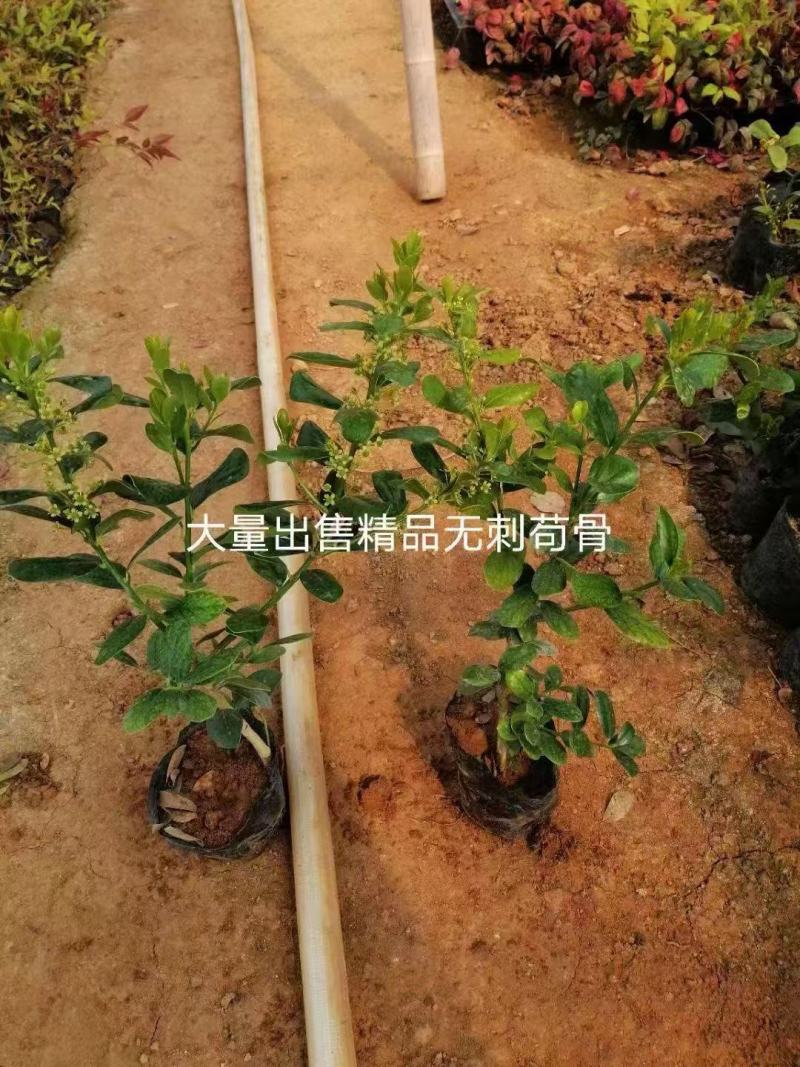 精品无刺枸骨优质无刺枸骨