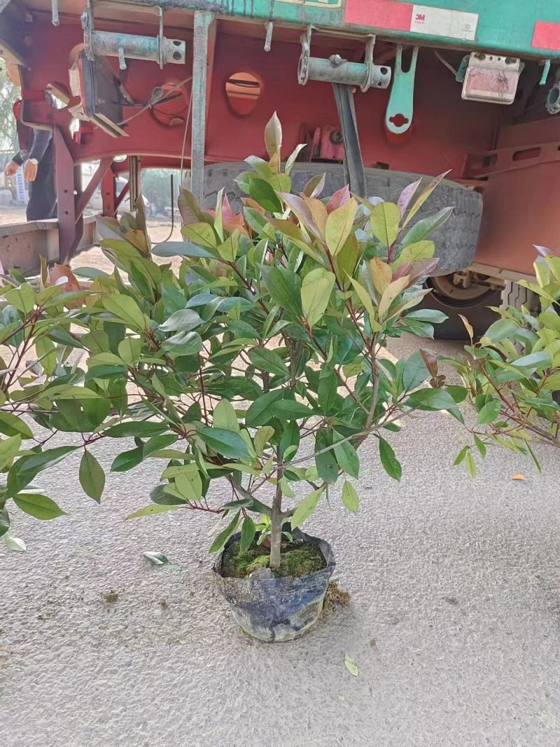 精品红叶石楠优质红叶石楠