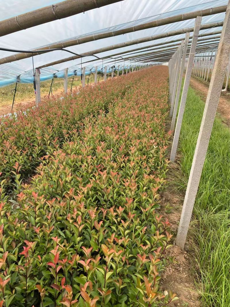 精品红叶石楠优质红叶石楠
