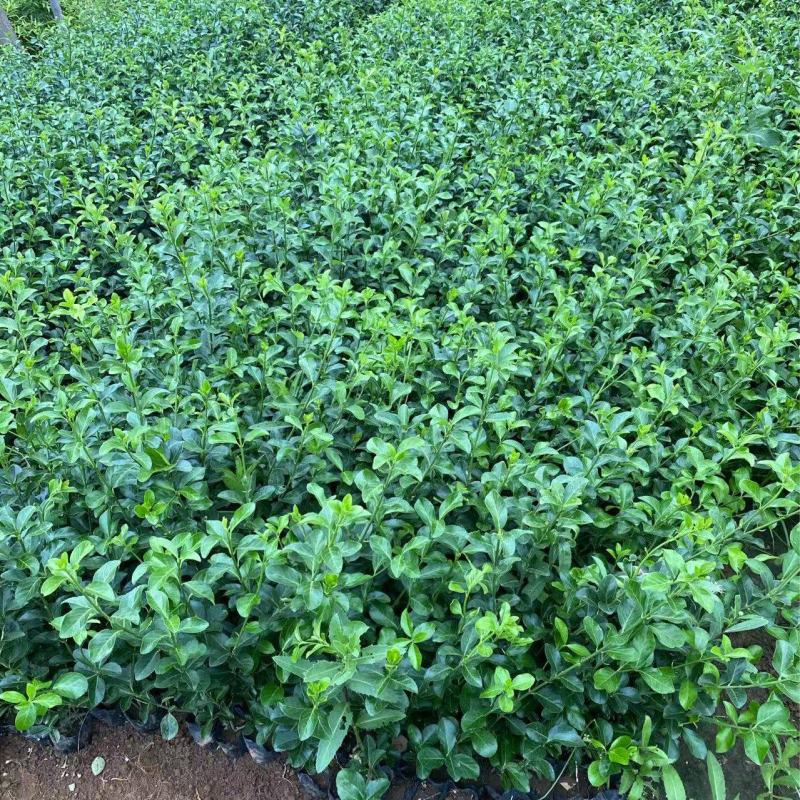 精品大叶扶芳藤优质大叶扶芳藤自产自销