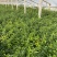 精品大叶扶芳藤优质大叶扶芳藤自产自销