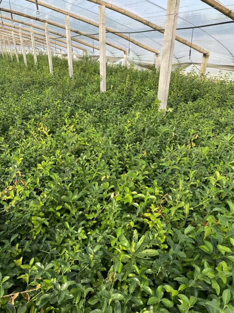 精品大叶扶芳藤优质大叶扶芳藤自产自销