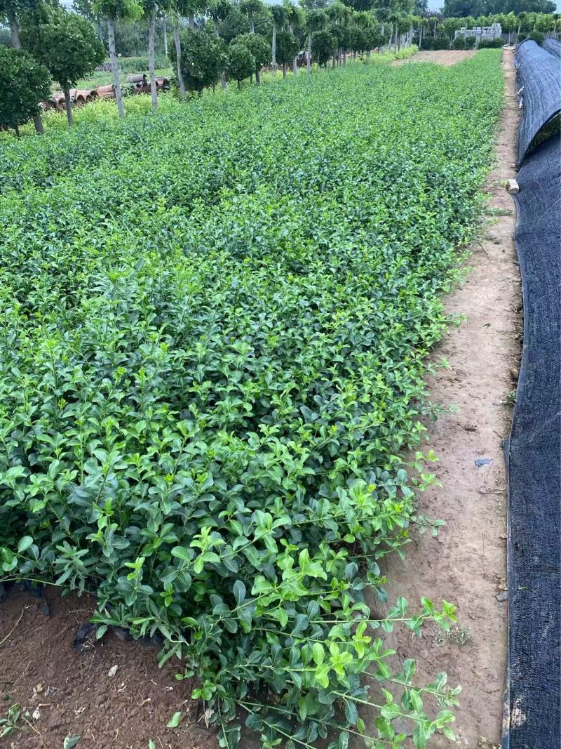 精品大叶扶芳藤优质大叶扶芳藤自产自销