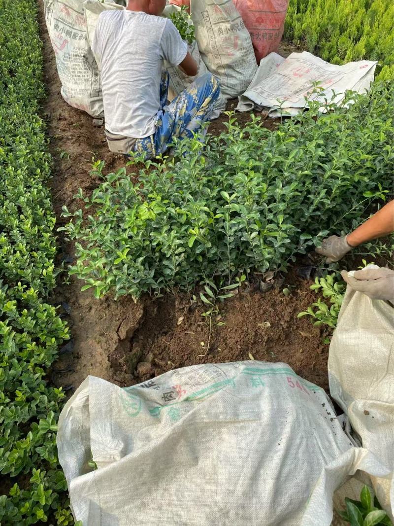 精品大叶扶芳藤优质大叶扶芳藤自产自销