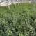 精品大叶扶芳藤优质大叶扶芳藤自产自销