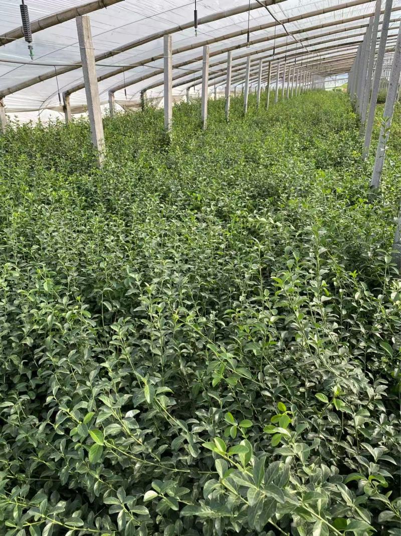 精品大叶扶芳藤优质大叶扶芳藤自产自销