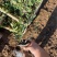 精品小叶扶芳藤优质小叶扶芳藤自产自销