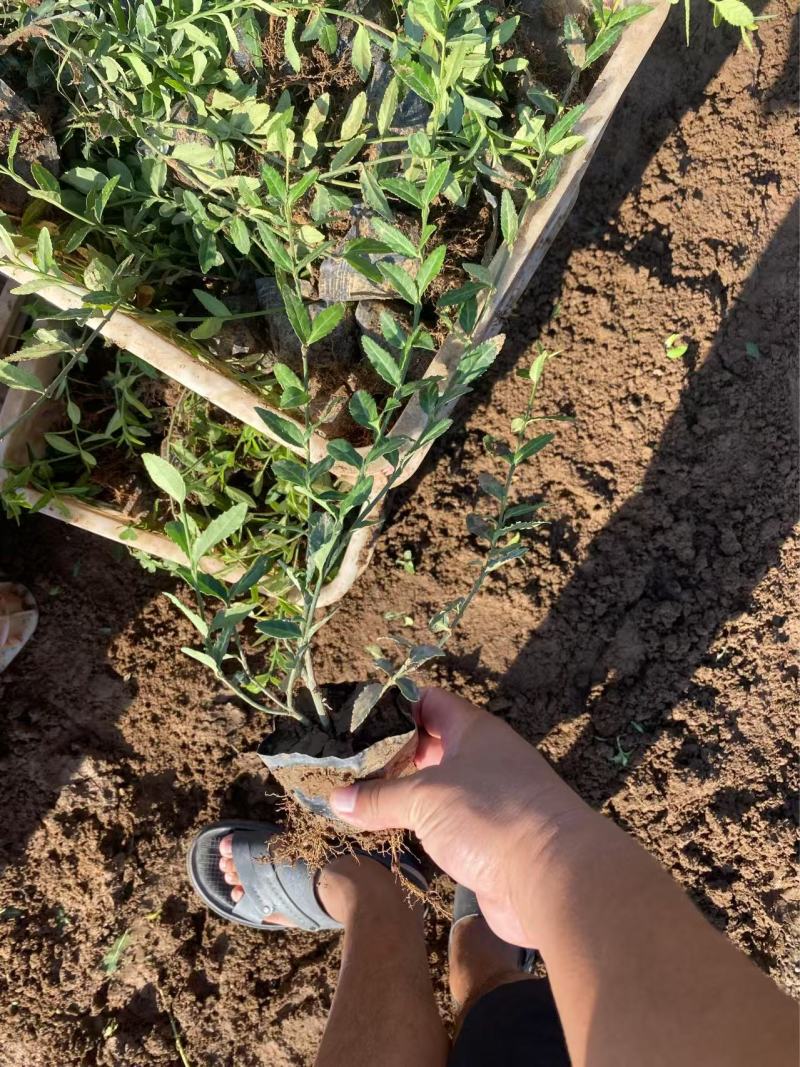 精品小叶扶芳藤优质小叶扶芳藤自产自销