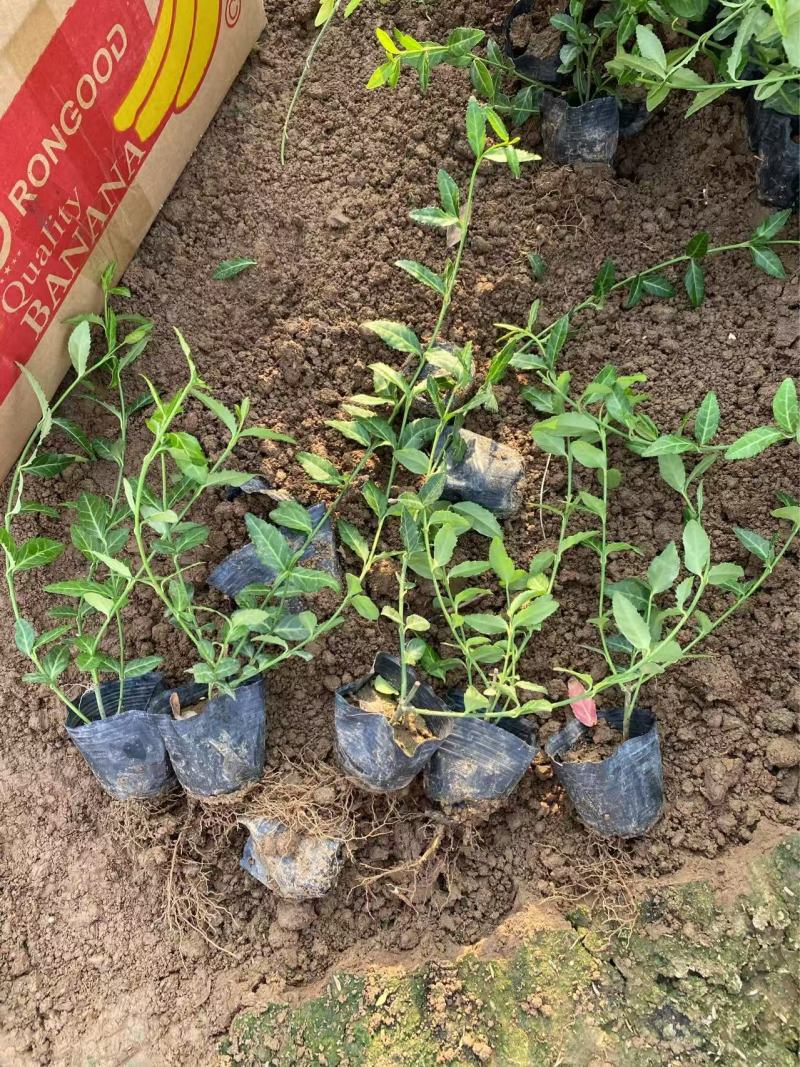 精品小叶扶芳藤优质小叶扶芳藤自产自销