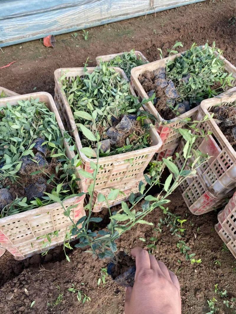 精品小叶扶芳藤优质小叶扶芳藤自产自销