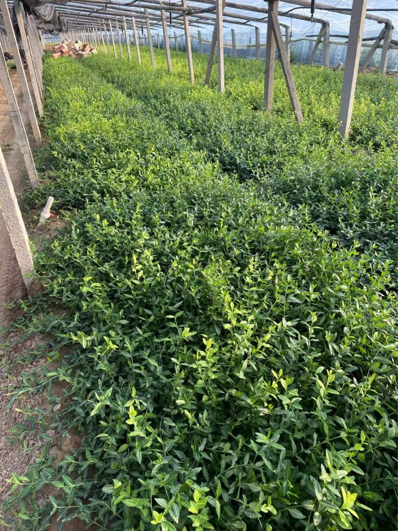 精品小叶扶芳藤优质小叶扶芳藤自产自销