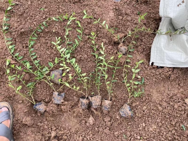 精品小叶扶芳藤优质小叶扶芳藤自产自销