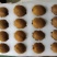 瑞玉猕猴桃，质量三包，一件代发大量供应中，合作共赢