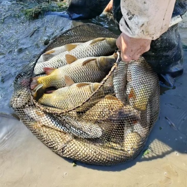 草鱼鲤鱼