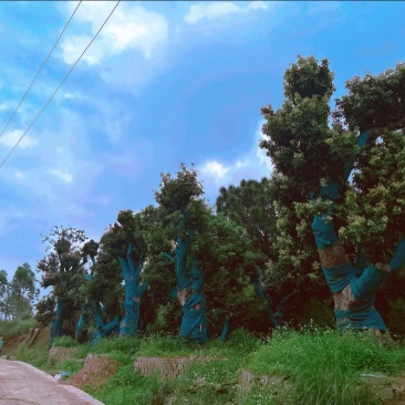 荔枝风景树，百年老树桩