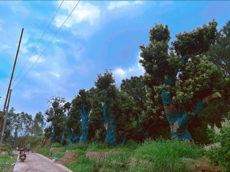 荔枝风景树，百年老树桩