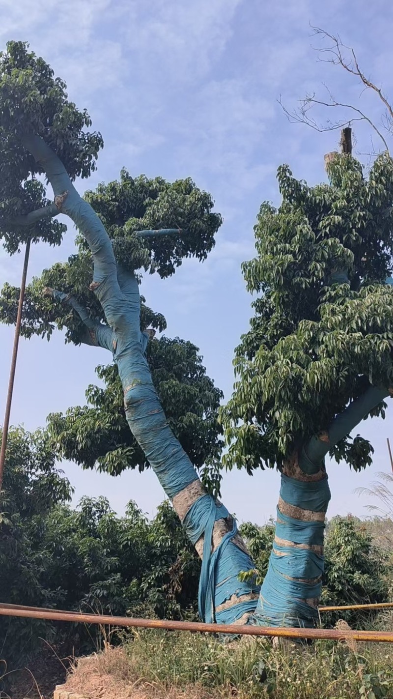 荔枝风景树，百年老树桩