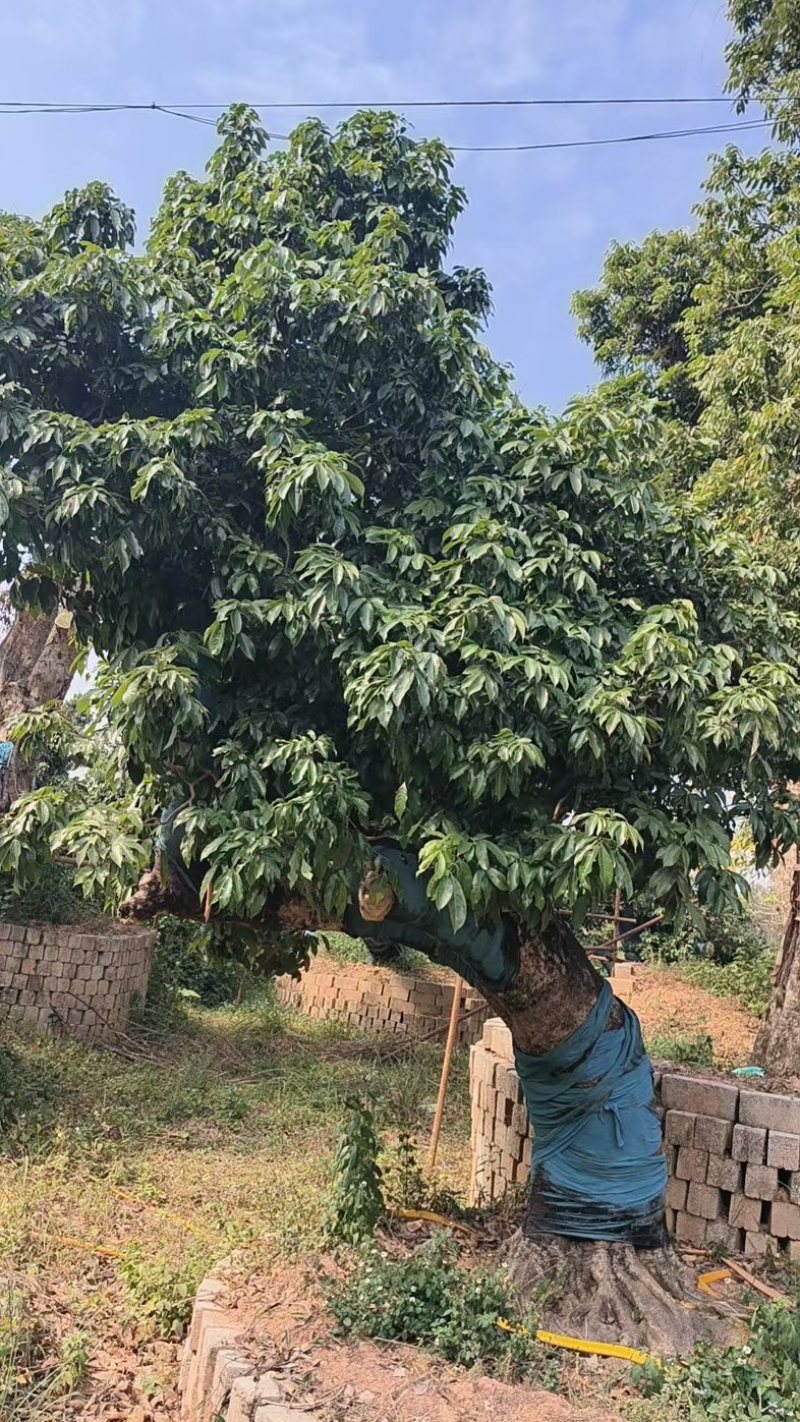 荔枝风景树，百年老树桩
