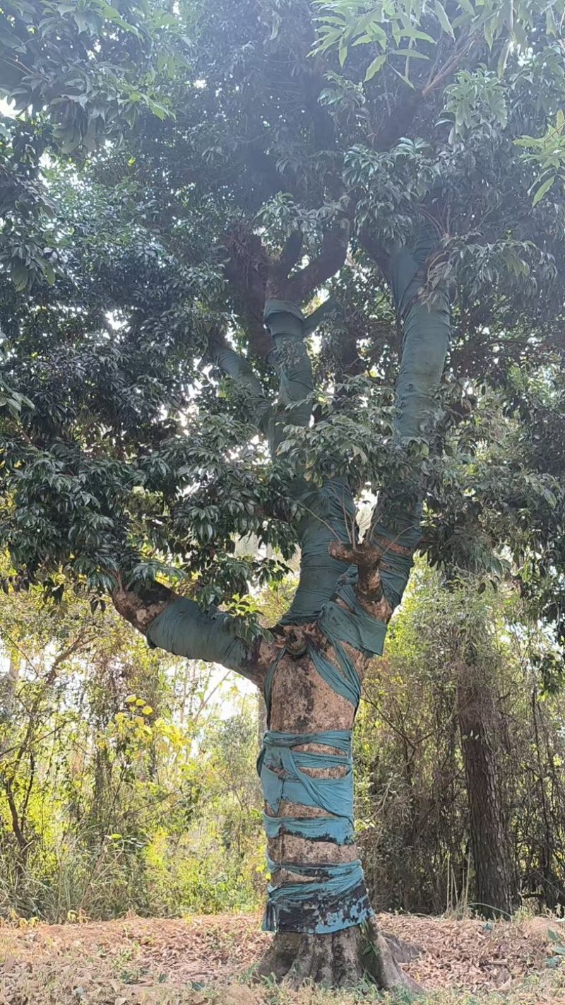 荔枝风景树，百年老树桩