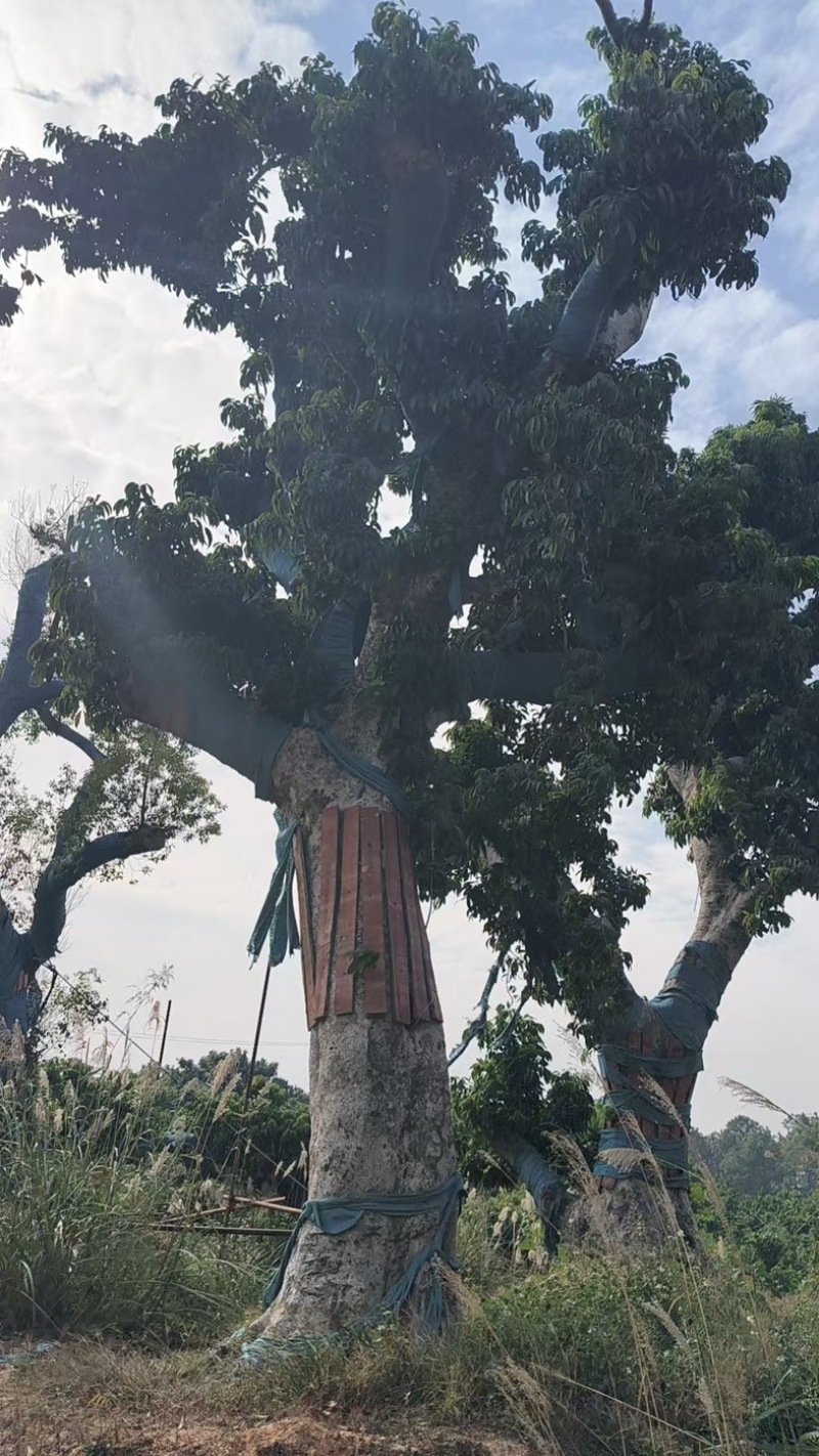 荔枝风景树，百年老树桩
