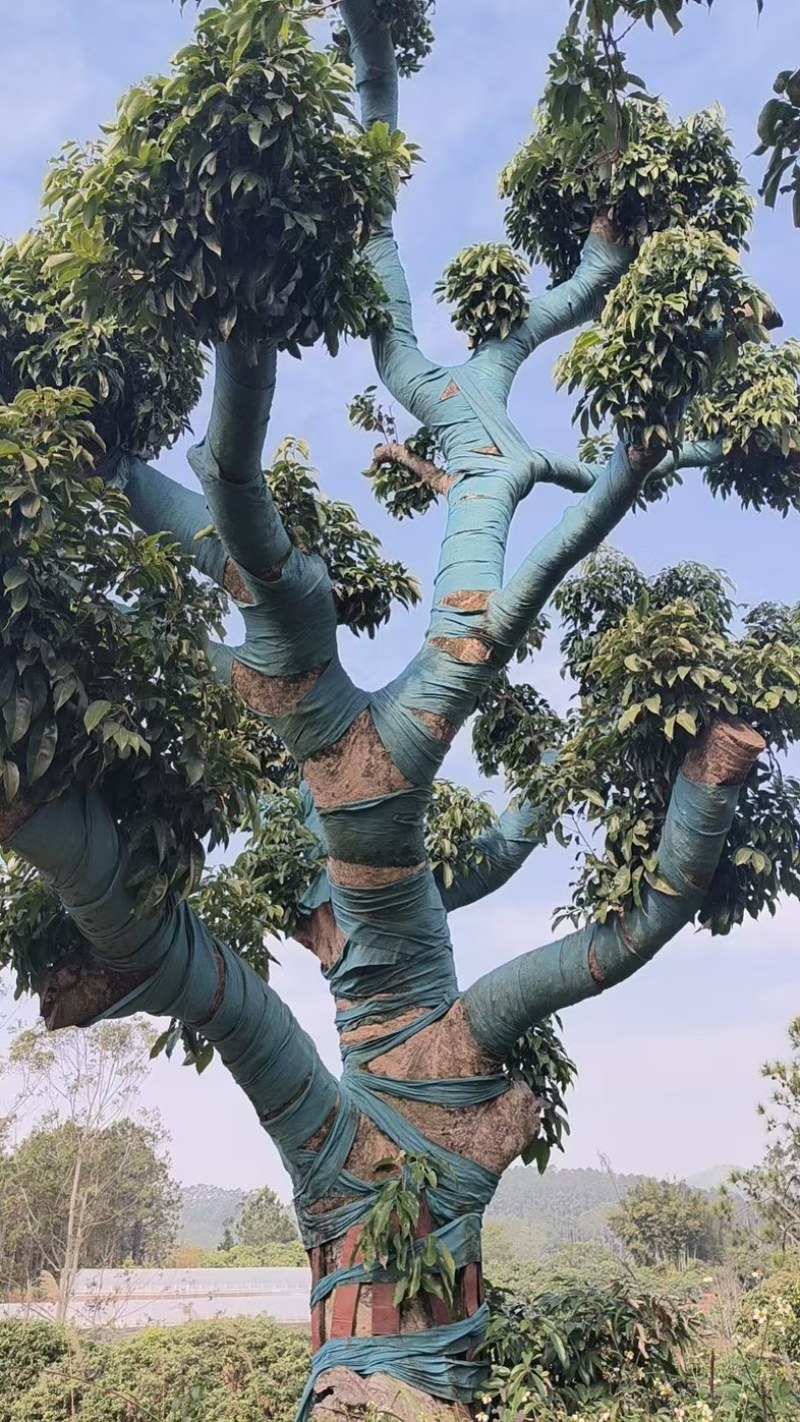 荔枝风景树，百年老树桩