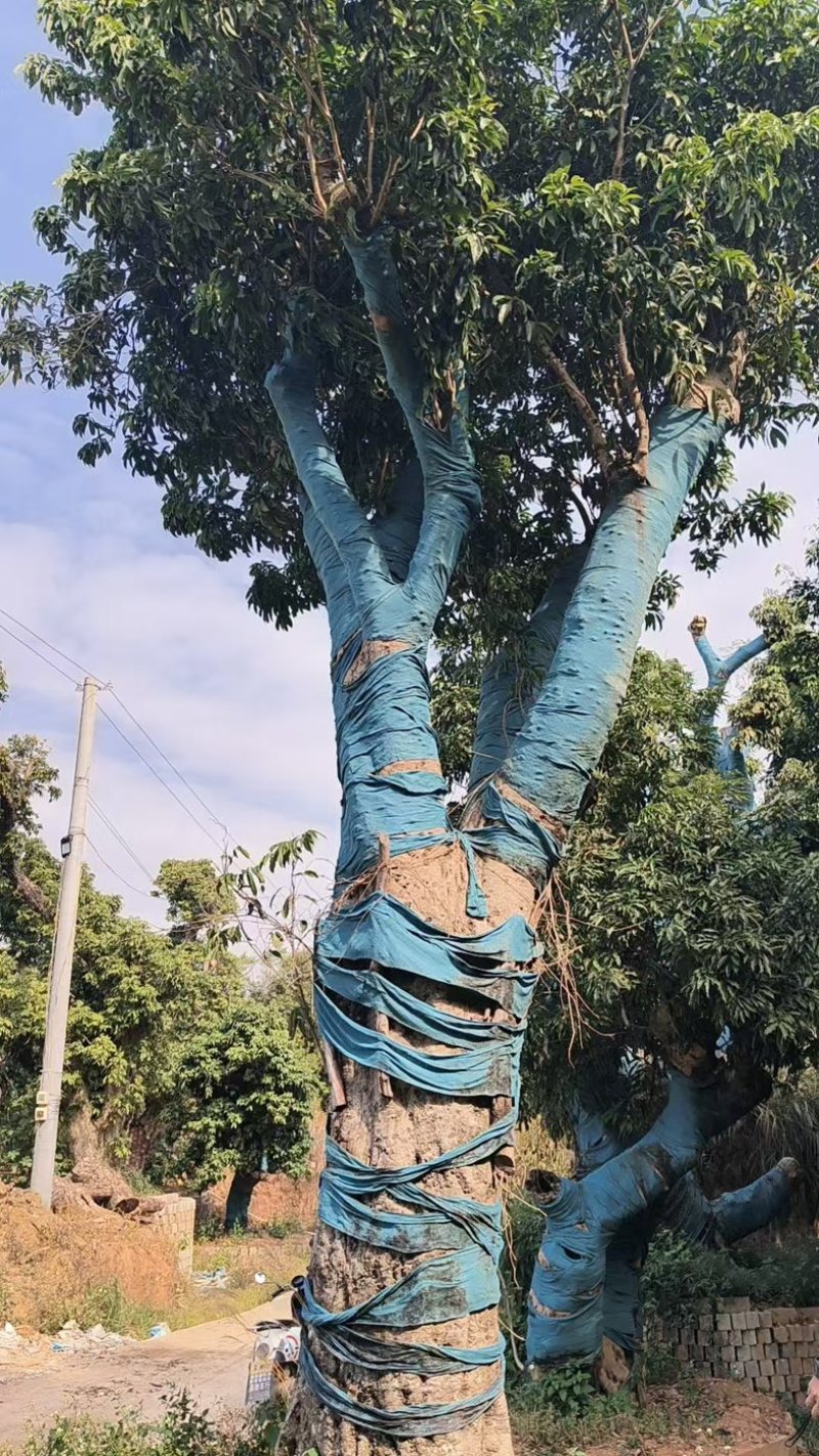 荔枝风景树，百年老树桩