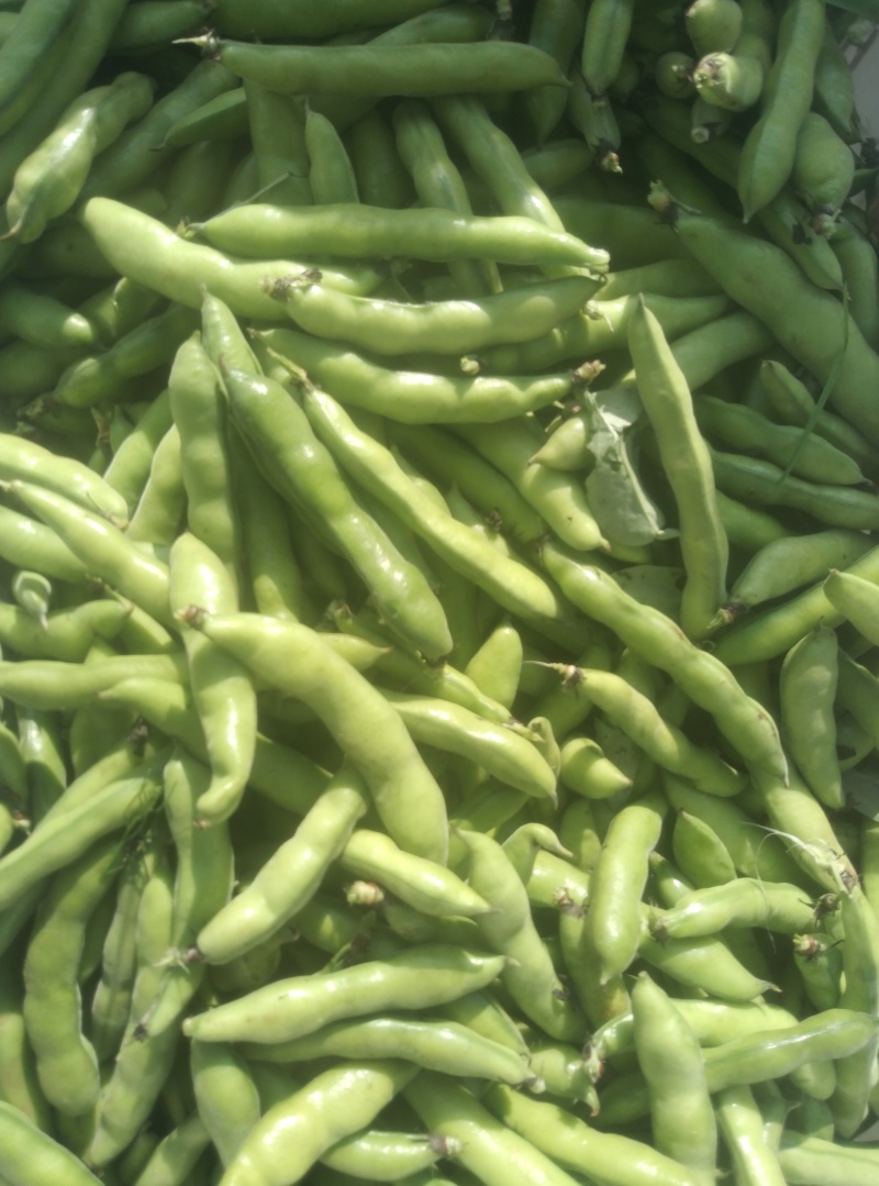 【牛商推荐】新鲜蔬菜蚕豆胡豆大量上市无虫眼质量保证